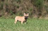 BOULEDOGUE FRANCAIS 583